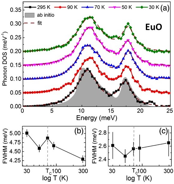 EuO phonon density of states and giant spin-phonon coupling